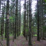 Rows of Trees Stock