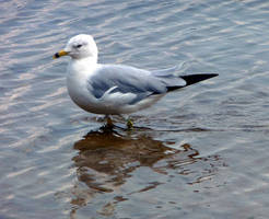 Seagull Stock