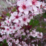 Pink and Red Blossoms Stock II