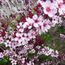 Pink and Red Blossoms StockIII