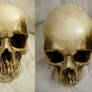 Human Skull Stock I