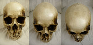 Human Skull Stock I