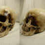 Human Skull Stock IV