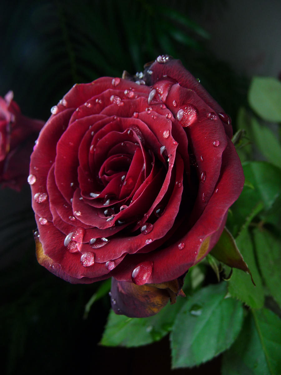 Water Droplets Rose Stock 1