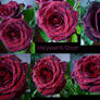 Water Droplets Rose Stock 2