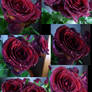 Water Droplets Rose Stock 5