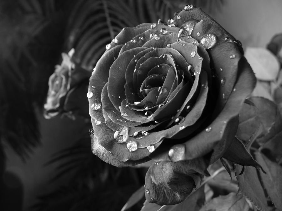 Water Droplets Rose Stock 6