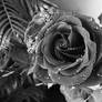 Water Droplets Rose Stock 8