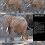 Elephant Stock 2