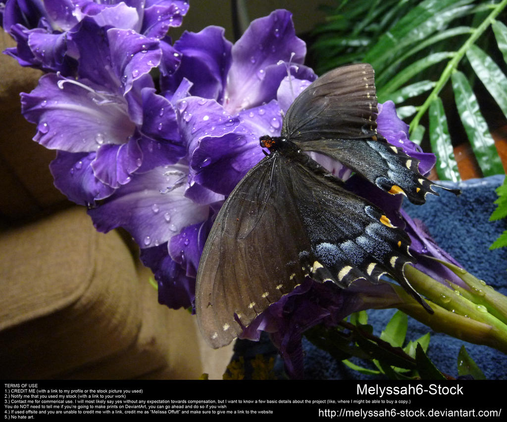 Purple Gladiolas Waterdroplets Stock 4 - Butterfly