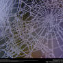 Spiderweb Dewdrops Stock Texture 1