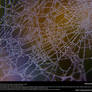 Spiderweb Dewdrops Stock Texture 3
