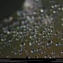 Spiderweb Dewdrops Stock Texture 7