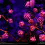Blacklight Baby's Breath Stock 4