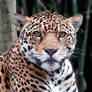 Jaguar at Audubon Zoo NOLA2018 03 - Abdella