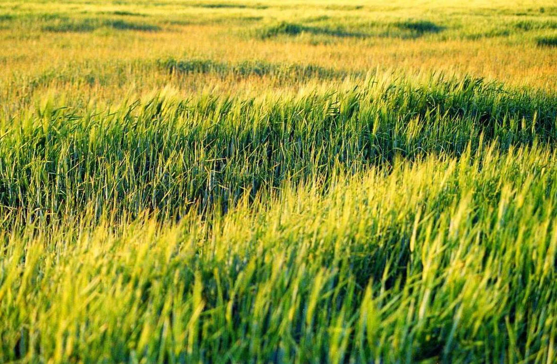 GREEENFIELDS by liontas on DeviantArt