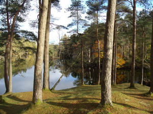 Island of Trees