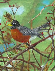 American Robin