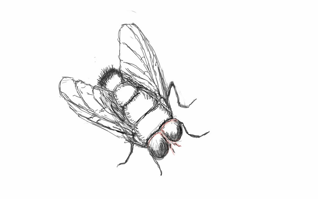 Flying Insect Challenge ... A Fly sketch by dizzywendy on DeviantArt