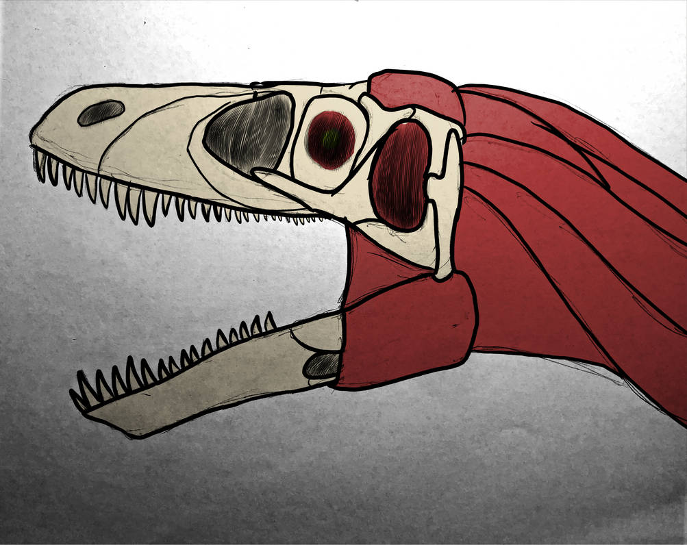 Utah Rapter Head Utahraptor skull+muscle by tyrantking5500 on DeviantArt