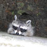 Raccoon