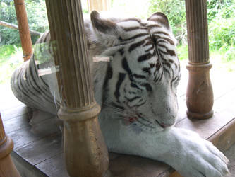 White Tiger