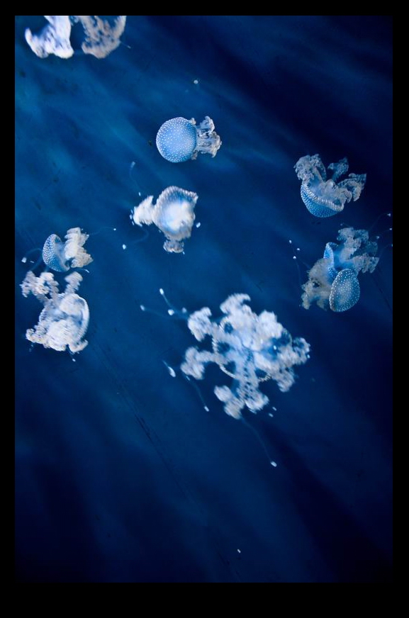 Jellyfishes