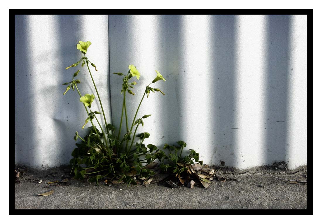 Urban Flower