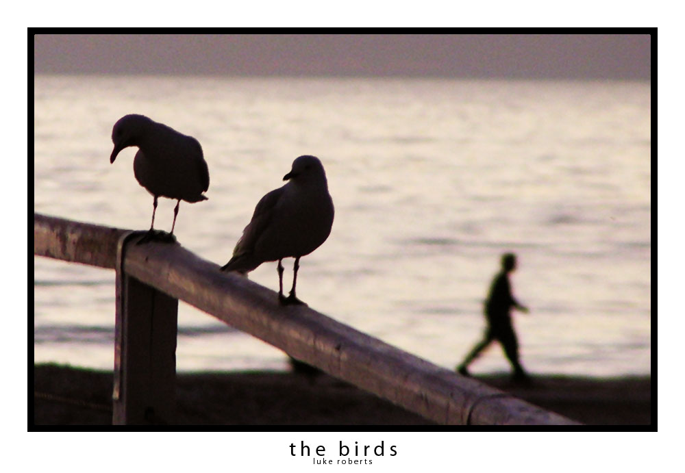 the birds