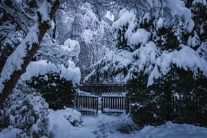 White Winter