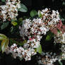 Spring is coming_