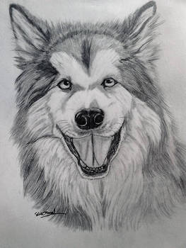 Alaskan malamute