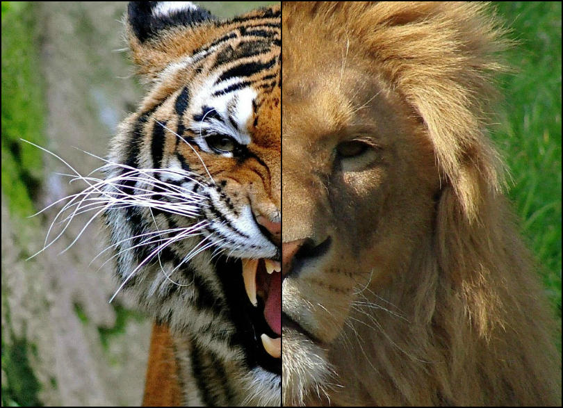 Левый тигр. Тигр царь зверей. Тигры против Львов. Тигр сильнее Льва.