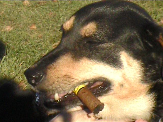 Smoking Dog