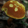 mushroom VI