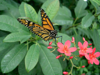 Monarch Butterfly 2