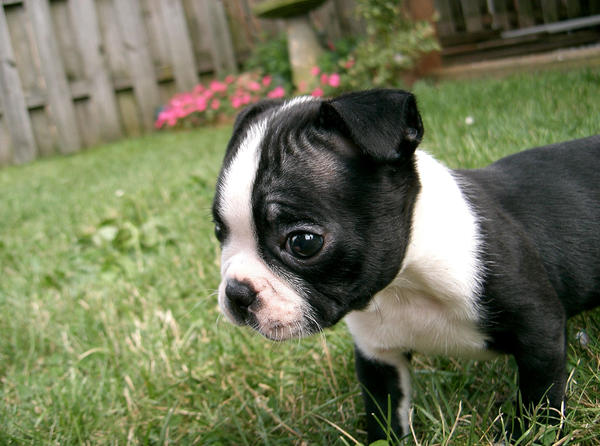 Baby Boston Terrier