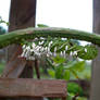 Tomato Hornworm Caterpillar