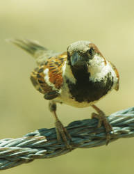 Sparrow