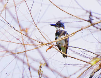 My first Kingfisher