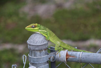 This fence?  It's mine.