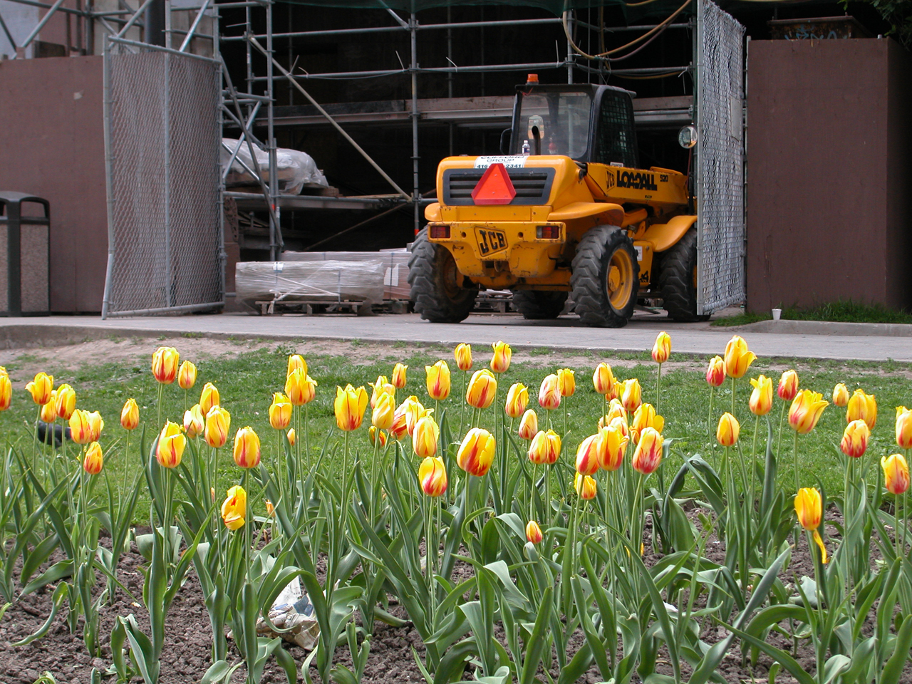 Flowers in the Rough