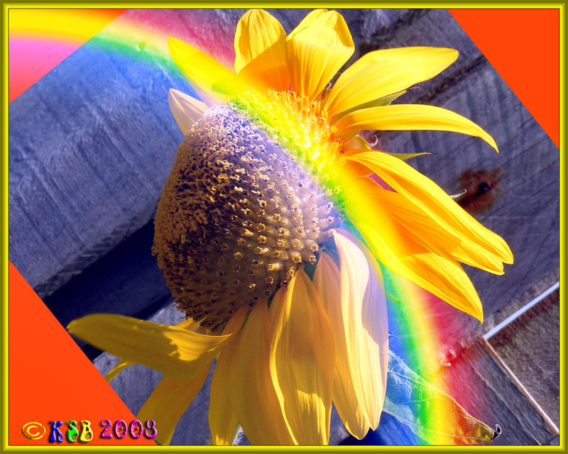 ::wave::Hello Summer