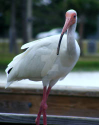 Ibis