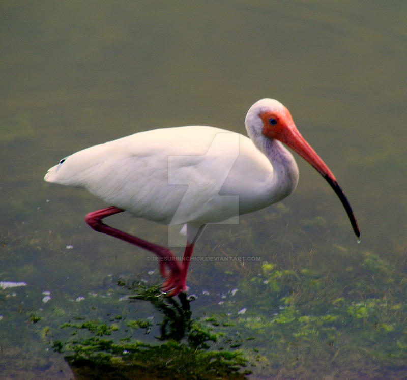 Ibis