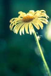 Yellow flower