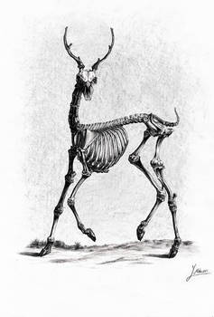 skeleton deer By Mehran yousefian