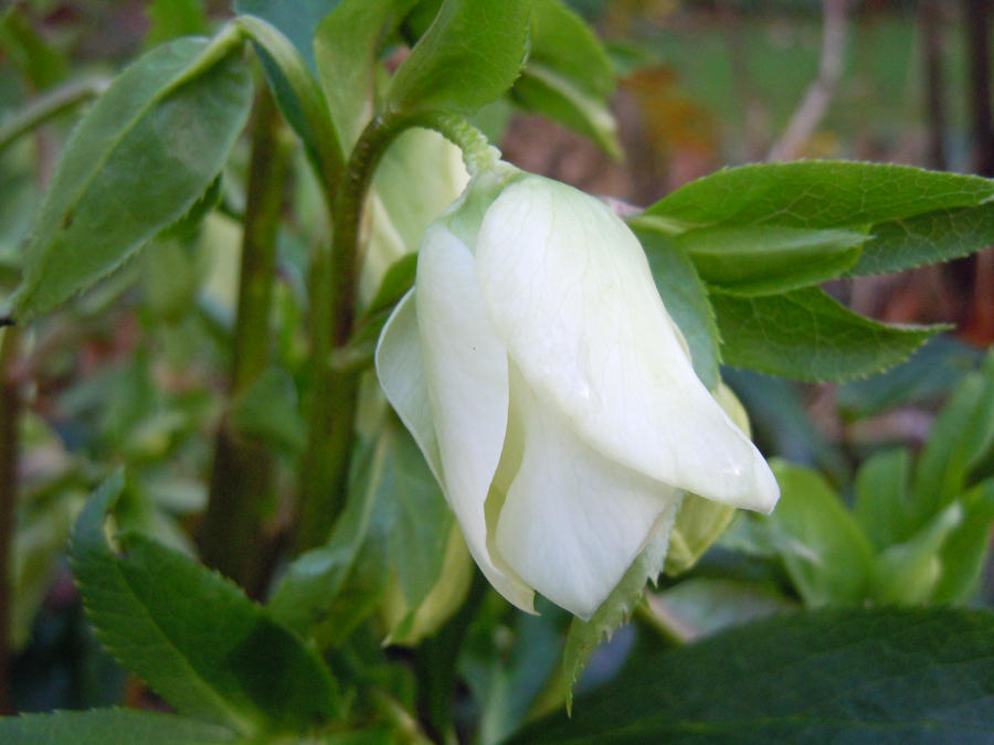 The Christmas Rose