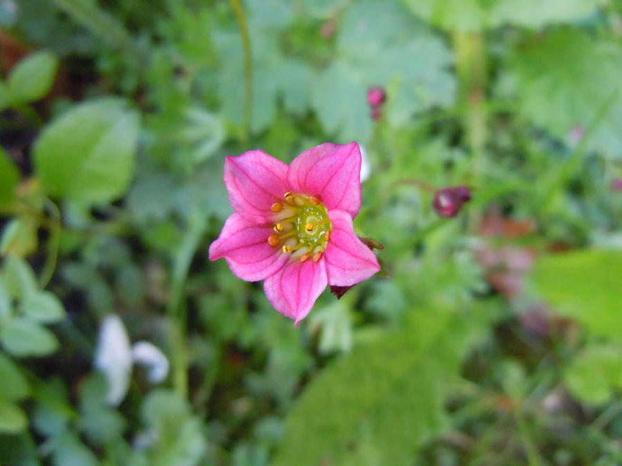 Little Pink Flower