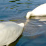 Antisocial Swans
